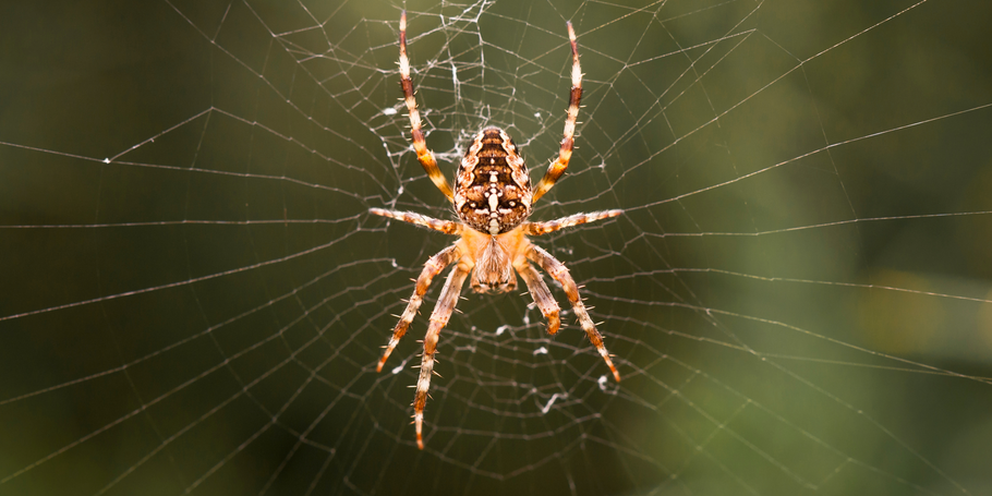 Do window cleaners kill spiders?